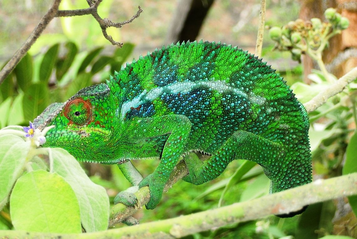 Panther Chameleon showing off Madagascar is simply amazing and really worth a visit. Chameleons are more common here than anywhere else and when you find one - they are very slow moving and thus fairly easy to photograph. Furcifer pardalis,Geotagged,Madagascar,Panther chameleon,Spring