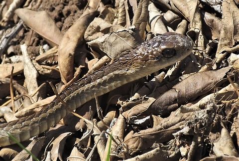 Boomslang - One of the most poisonous African snakes up-close and personal On our travels, we are always on the lookout for reptiles, especially large or poisonous or even better, both. Staying in de Hoop Nature Reserve in South Africa, we were advised to be cautious when walking around due to the presence of Puff Adders, Cape Cobras, and these guys. Well, we didn't get to see the other two, but we surprised one of these in the lodge garden and enjoyed watching it. Although they are most famous for being tree snakes (the name in Afrikaans means "tree snake"), I was amazed at how quick and agile it was on the ground. It gave me a few thrills when I tried to photograph it! Boomslang,De Hoop NP,Dispholidus typus,Geotagged,South Africa,Spring