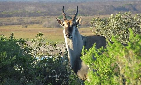 Common Eland in de Hoop Nature Reserve One of the really cool things about de Hoop NR, is that although they have several highly venomous snakes, they lack large predators so you are allowed to just walk around wherever you like. This is very uncommon in African national parks, but does lead to sudden encounters with large amazing creatures like this eland. I was on foot and as I came around a large bush - there it was. It checked me our for a few moments and then mover off - awesome. Common eland,De Hoop NP,Geotagged,South Africa,Spring,Taurotragus oryx