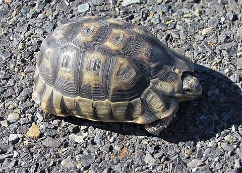 Angulate Tortoise in the road near Cape of Good Hope The Cape Point Reserve part of Table Mountain National Park is a great place to experience wildlife if you avoid the Cape Point itself (millions of tourists being brought in by the busload) and the Cape of Good Hope (much better than Cape Point, but still crowded with people taking photos of themselves at the Cape of Good Hope sign - there is even a waiting line!). So while we were there we took a lees traveled (never saw anyone) loop road and were rewarded with several cool experiences including seeing this tortoise in the middle of the road. Of course we stopped and helped it on its way so that no one would drive over it. Angulate Tortoise,Chersina angulata,Geotagged,South Africa,Spring,cape point
