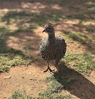 Cape Spurfowl in de Hoop Nature Reserve These kind of ground-loving game birds are always fun to see, and especially one like this with a range limited to the Southwest Cape region of South Africa. However, they are very tame and easy to see at the de Hoop NR, hanging out in the garden of the lodge at most hours. Cape Spurfowl,De Hoop NP,Geotagged,Pternistis capensis,South Africa,Spring