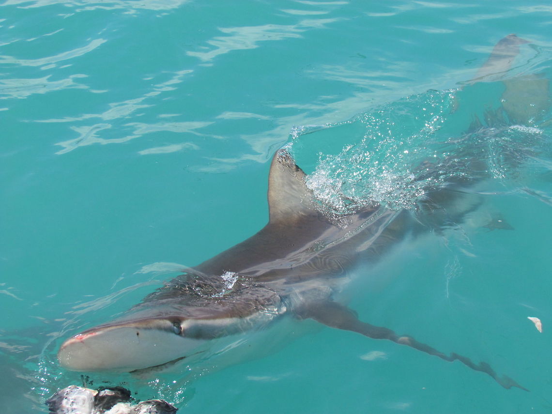 Copper Shark near "Shark Alley" off the coast of South Africa We had long wanted to go cage diving with Great White Sharks and finally had an opportunity this November when we were on a trip along the South African Garden Route - one of the best places to do this. Unfortunately, when we were there, the Great Whites had been missing for several months due to the sudden presence of Orcas. Orcas actively hunt and kill Great Whites who don't really stand a chance as they are largely solo hunters, while Orcas almost always hunt in packs. The Orcas had finally left and we did see a single, juvenile Great White, but couldn't get any decent photos. On the other hand, the absence of Great Whites did result in the presence of Copper Sharks (which I had never heard of) who normally avoid places frequented by Great Whites. They are somewhat smaller (only reaching a size of 3.3 m) and primarily fish eaters (the teeth are pointy, unlike Great Whites whose teeth are more like steak knives) but are still large, beautiful creatures capable of inspiring awe and responsible for occasional reports of attacks on humans. interestingly, they are also pack hunters, so when they visited our ship, we had anywhere from 4 - 10 at a time, which made the cage diving quite thrilling in its own way. I highly recommend this to anyone who is interested as it is informative and quite exciting as a large 2-meter shark appears out of the gloom and approaches you in the cage.  Carcharhinus brachyurus,Gansbaai,Geotagged,South Africa,Spring,copper shark