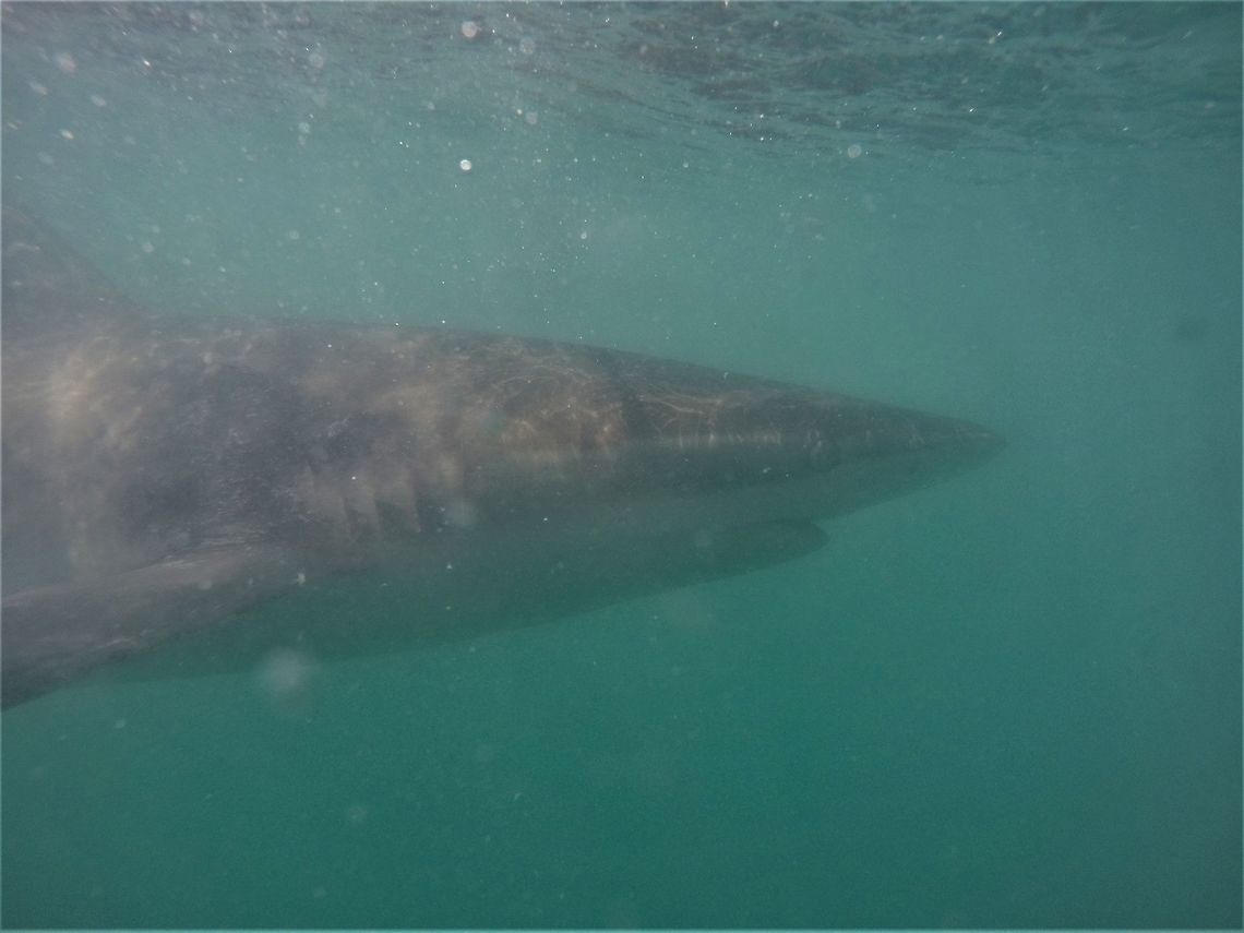 Copper Shark from the cage and here is how they look from the cage underwater - so uh, where are the bars? Carcharhinus brachyurus,Gansbaai,Geotagged,Soth Africa,South Africa,Summer,copper shark