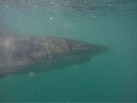 Copper Shark from the cage and here is how they look from the cage underwater - so uh, where are the bars? Carcharhinus brachyurus,Gansbaai,Geotagged,Soth Africa,South Africa,Summer,copper shark