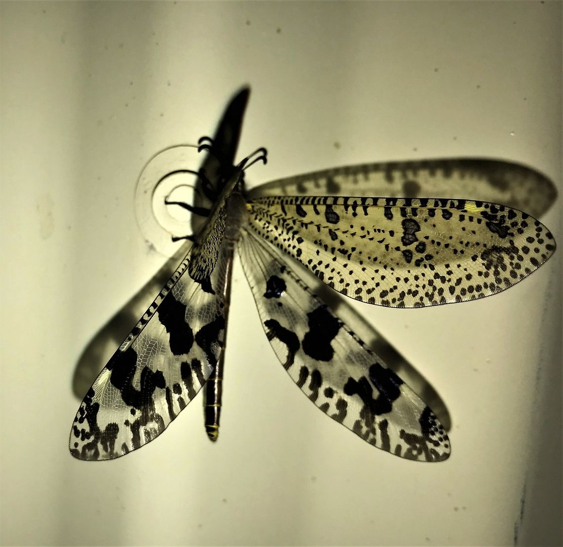 Spotted Veld Antlion on wall just outside our cabin door This amazing creature was on the wall just outside our cabin near Addo Elephant NP. It wasn't easy to identify since it looks like a dragonfly but is not; it is the adult form of the legendary ant lion, whose traps in the sand we saw on many occasions. I had no idea that the ant lion was just a larval form of this lacewing. Addo Elephant NP,Geotagged,Palpares caffer,South Africa,Spotted veld antlion