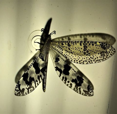 Spotted Veld Antlion on wall just outside our cabin door This amazing creature was on the wall just outside our cabin near Addo Elephant NP. It wasn't easy to identify since it looks like a dragonfly but is not; it is the adult form of the legendary ant lion, whose traps in the sand we saw on many occasions. I had no idea that the ant lion was just a larval form of this lacewing. Addo Elephant NP,Geotagged,Palpares caffer,South Africa,Spotted veld antlion