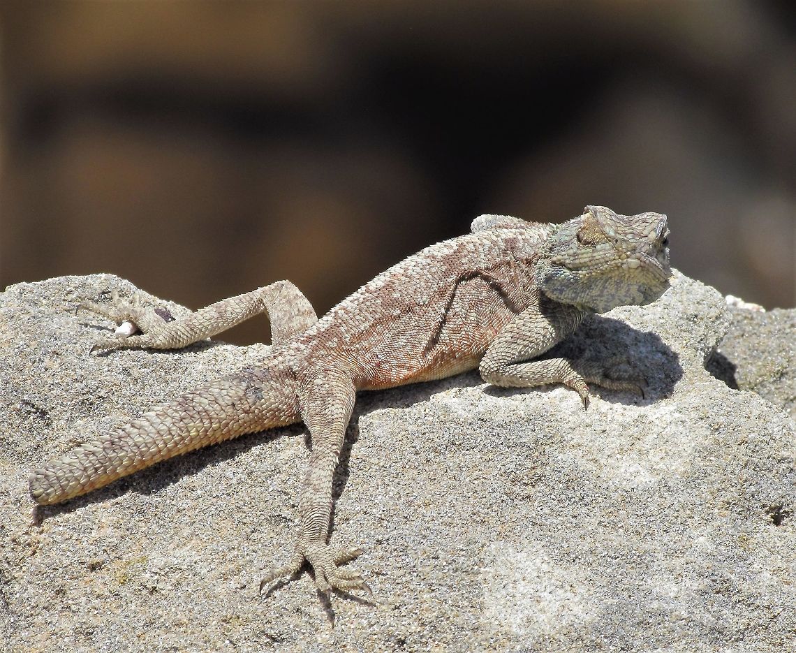 Yeah so my tail is broken off - what of it? We saw several of these on the rocks along the coast of the Garden Route. Agama atra,Garden route,South Africa,Southern rock agama
