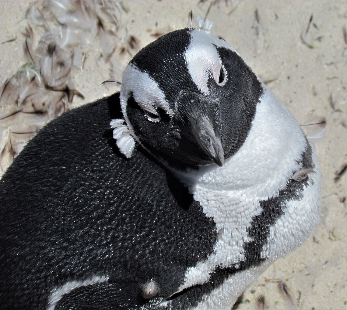 African Penguin close-up One of the things I really wanted to see on our Garden Route trip were the African Penguins. The best place to see them is at Boulders Beach, about a 45-min drive south of Cape Town, and it is really a wonderful place to see penguins. You can walk along a boardwalk and get quite close to them. I have seen penguins in the Galapagos and in Australia, but this is the best place to get close and take photos. African Penguin,Boulders Beach,Geotagged,South Africa,Spheniscus demersus,Spring