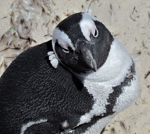 African Penguin close-up One of the things I really wanted to see on our Garden Route trip were the African Penguins. The best place to see them is at Boulders Beach, about a 45-min drive south of Cape Town, and it is really a wonderful place to see penguins. You can walk along a boardwalk and get quite close to them. I have seen penguins in the Galapagos and in Australia, but this is the best place to get close and take photos. African Penguin,Boulders Beach,Geotagged,South Africa,Spheniscus demersus,Spring