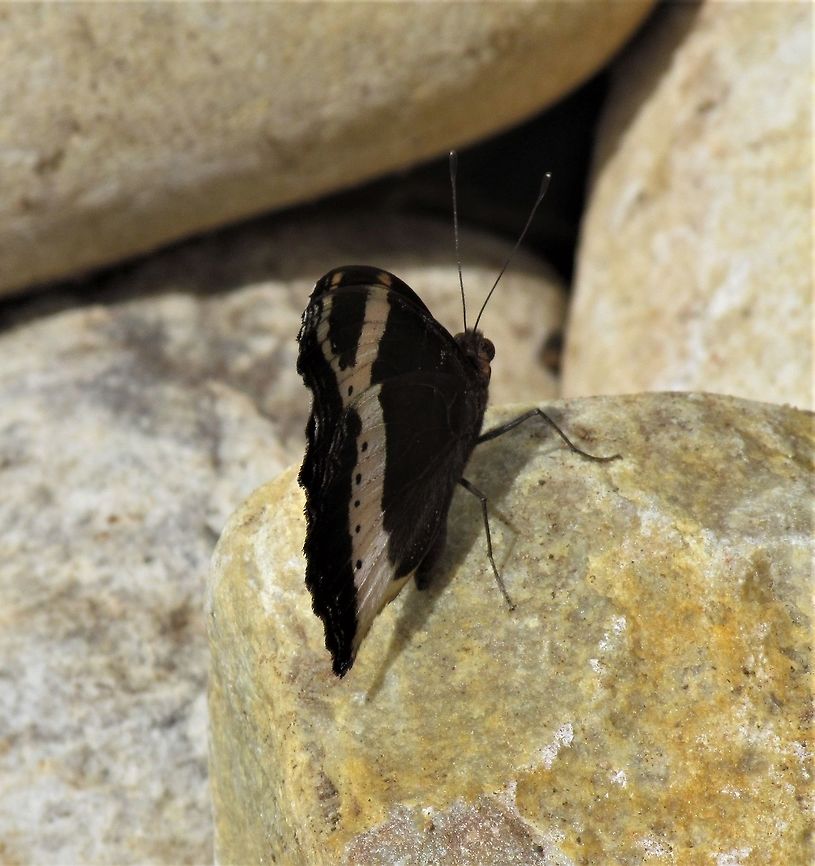 Garden Inspector doing its job These were quite common in the gardens at Camp Fig Tree near Addo Elephant NP. Addo Elephant NP,Garden inspector,Geotagged,Precis archesia,South Africa,Spring