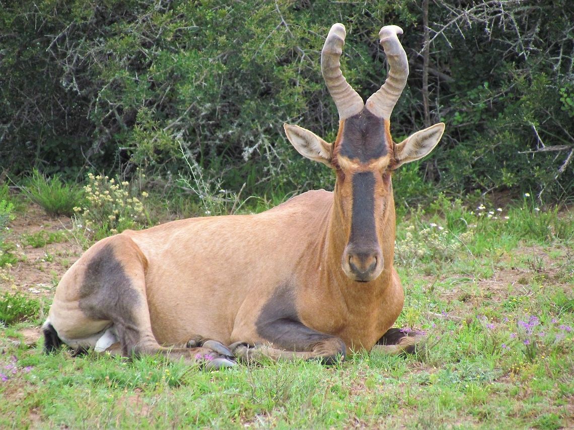 Red Hartebeest at rest in Addo Elephant NP These are very strange looking antelopes. The name in German means &quot;cow antelope&quot; which is rather odd, since the Gnu or Wildebeest looks much more cow-like. Addo Elephant NP,Alcelaphus buselaphus caama,Geotagged,Red hartebeest,South Africa,Spring