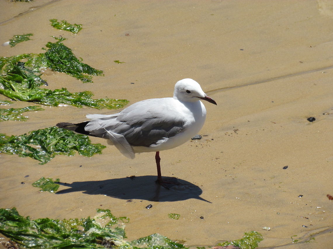 Hartlaub's Gull Preening its feathers rather sloppily these were the common light colored gull along the Garden Route of South Africa Chroicocephalus hartlaubii,Geotagged,Hartlaubs gull,South Africa,Spring,Table Mountain NP,Western Cape