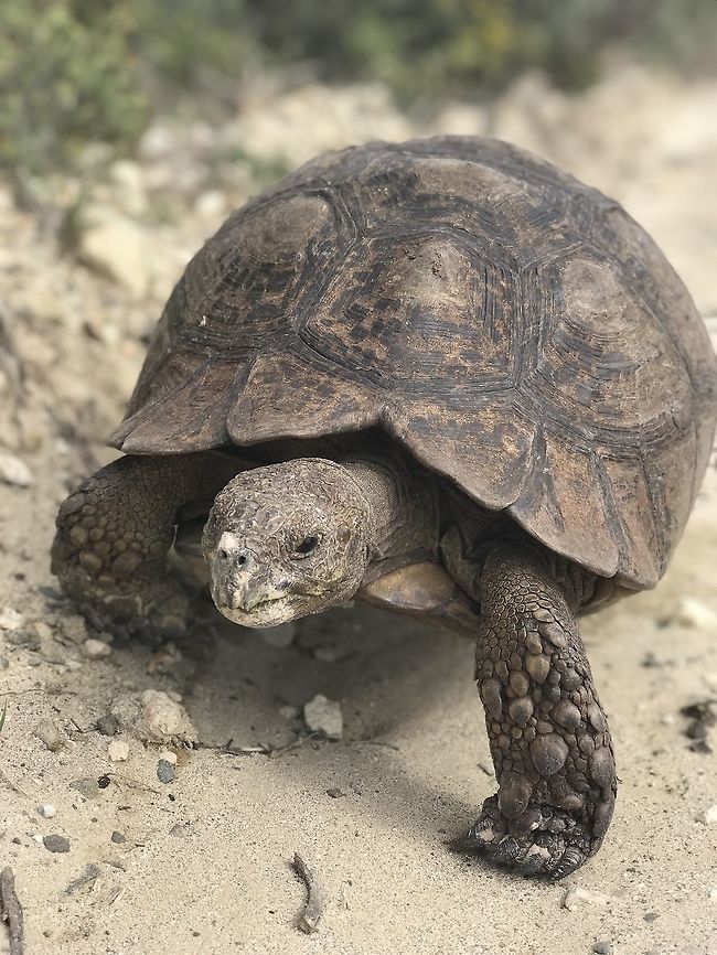 Leopard Tortoise on the road side in de Hoop As these tortoises get older, they get bigger (this old one was huge - almost the size of a baby giant tortoise) and their shells get darker, almost losing the familiar pattern from which they derive their name. Amazing animals to survive in a place just filled with large predators! De Hoop NP,Geotagged,Leopard tortoise,South Africa,Spring,Stigmochelys pardalis