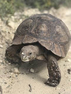 Leopard Tortoise on the road side in de Hoop As these tortoises get older, they get bigger (this old one was huge - almost the size of a baby giant tortoise) and their shells get darker, almost losing the familiar pattern from which they derive their name. Amazing animals to survive in a place just filled with large predators! De Hoop NP,Geotagged,Leopard tortoise,South Africa,Spring,Stigmochelys pardalis