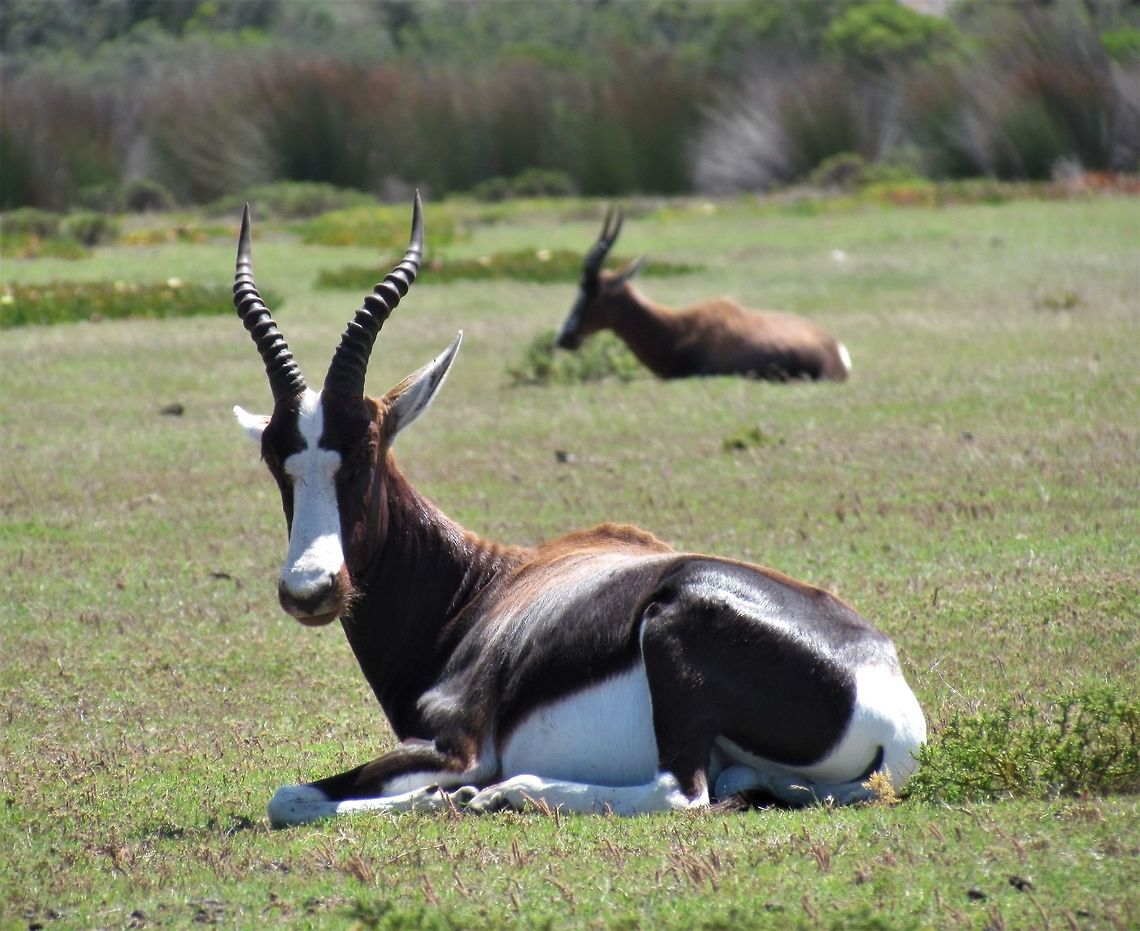Bontebok at rest There were plenty of these at de Hoop Nature Reserve, which is right next door to the more famous Bontebok National Park. They are very beautiful and elegant animals with their pattern of white, brown, and dark chocolate, almost black. Bontebok,Damaliscus pygargus,De Hoop NP,Geotagged,South Africa,Spring