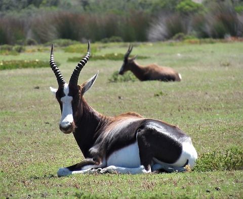 Bontebok at rest There were plenty of these at de Hoop Nature Reserve, which is right next door to the more famous Bontebok National Park. They are very beautiful and elegant animals with their pattern of white, brown, and dark chocolate, almost black. Bontebok,Damaliscus pygargus,De Hoop NP,Geotagged,South Africa,Spring
