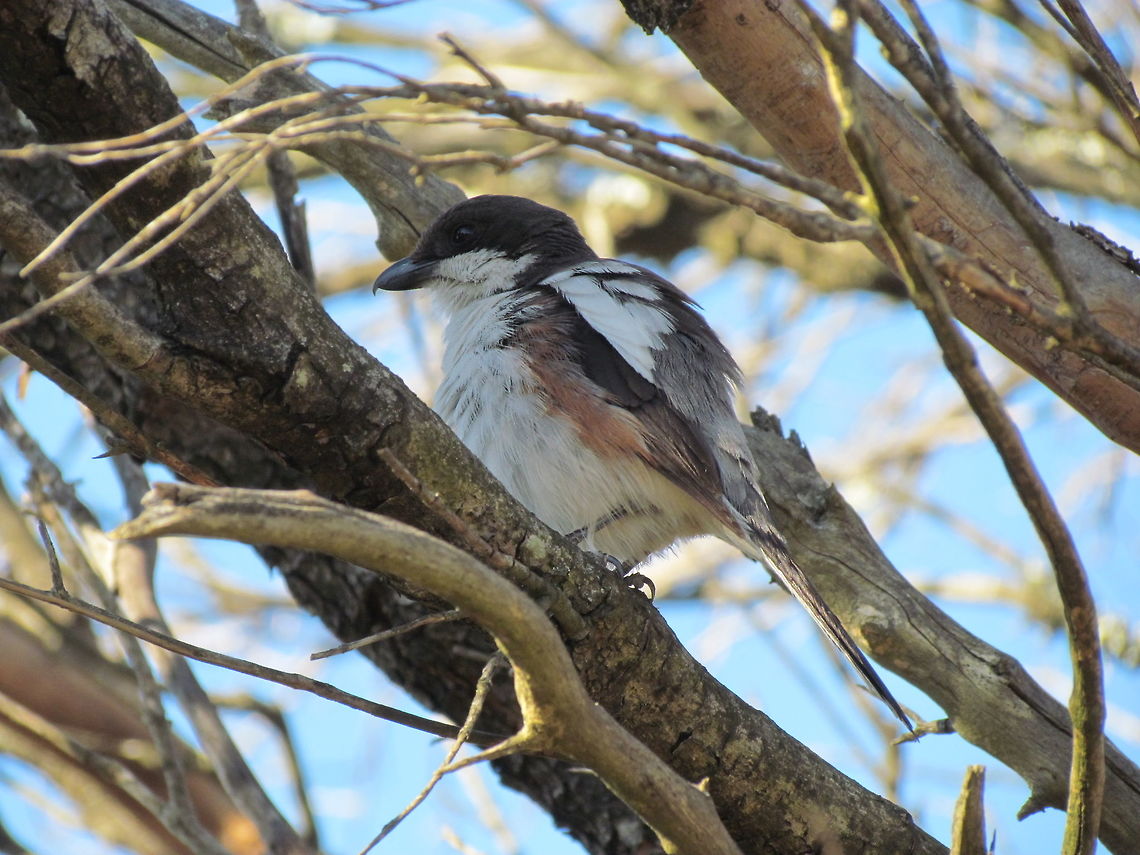 Southern Fiscal in fig tree at de Hoop NR There are huge fug trees outside of the lodge at de Hoop and they are great for birdwatching. I was able to catch one of these one evening. De Hoop NP,Geotagged,Lanius collaris,South Africa,Southern Fiscal,Spring