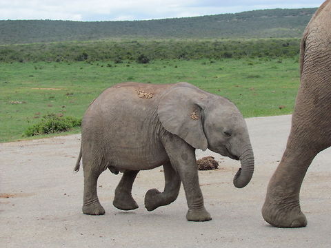 African Bush Elephant baby crossing the road in Addo Elephant NP Although I had often heard that you should never let African elephants get in behind your car, we had stopped to watch some elephants bathing and we were suddenly surrounded by a herd coming from the other side including several babies like the one pictured here. They turned out to be oblivious to us though, so there was no danger just a wonderful wildlife viewing opportunity. Addo Elephant NP,African bush elephant,Geotagged,Loxodonta africana,South Africa,Spring
