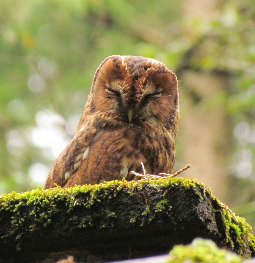 Tawny Owl chance encounter in the woods near our house This tawny owl seems to roost in the chimney of an abandoned forester&#039;s shack in the woods where we live and one time we were very fortunate to see it appear when there was enough daylight for a picture. The photo is not great quality, but it is very rare to get so close to an owl (I had to climb onto the roof) in the wild. Baden-Würtemburg,Fall,Geotagged,Germany,Strix aluco,Tawny  Owl