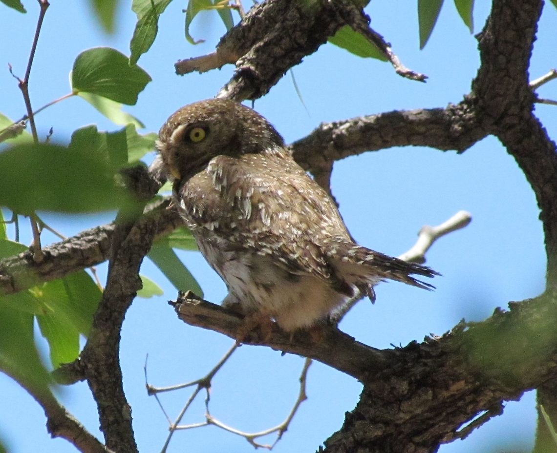 Pearl-spotted Owlet in Namibia We were camping in Namibia at a wilderness camp and this one was in a tree not far from our tent. It is hard to see owls in the wild so I was thrilled to see this one - a rather small owl but with that sense of mystery and majesty that all owls have. Geotagged,Glaucidium perlatum,Namibia,Spring,namibia,pearl spotted owlet
