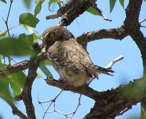 Pearl-spotted Owlet in Namibia We were camping in Namibia at a wilderness camp and this one was in a tree not far from our tent. It is hard to see owls in the wild so I was thrilled to see this one - a rather small owl but with that sense of mystery and majesty that all owls have. Geotagged,Glaucidium perlatum,Namibia,Spring,namibia,pearl spotted owlet