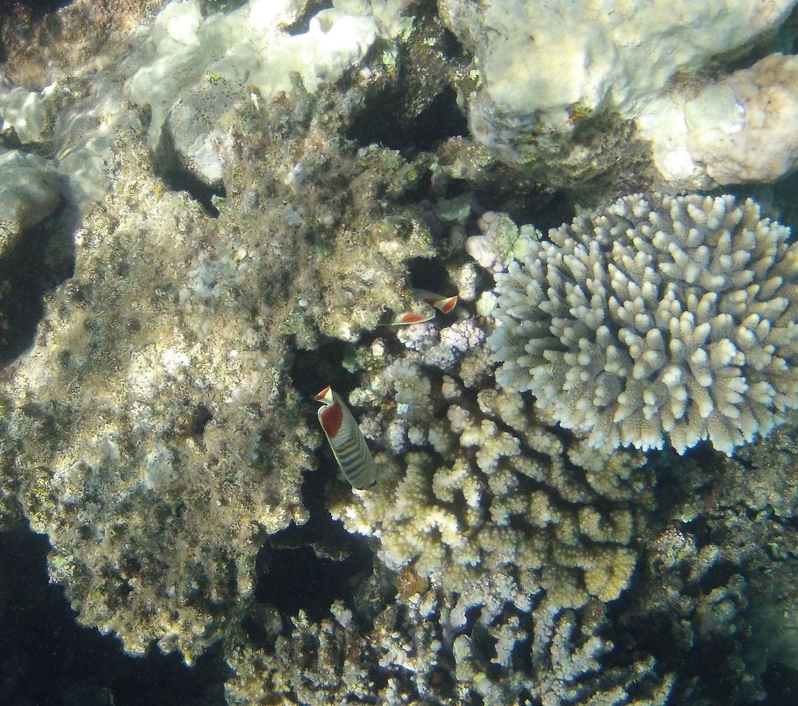 Crown Butterflyfish in the Red Sea This is not a great quality image, but it is a fairly uncommon and very localized species, so I thought that it would be nice to have it here. I saw it while snorkeling off the coast of Aqaba, Jordan in the Red Sea. I have only very recently started trying my hand at underwater photography and as you can see, I have A LOT to learn, but it is fun to start photographing fish and learning to identify them. This was made with a GoPro. The undersea world is filled with amazing creatures. Aqaba,Chaetodon paucifasciatus,Eritrean butterflyfish,Geotagged,Jordan,Red Sea,Spring