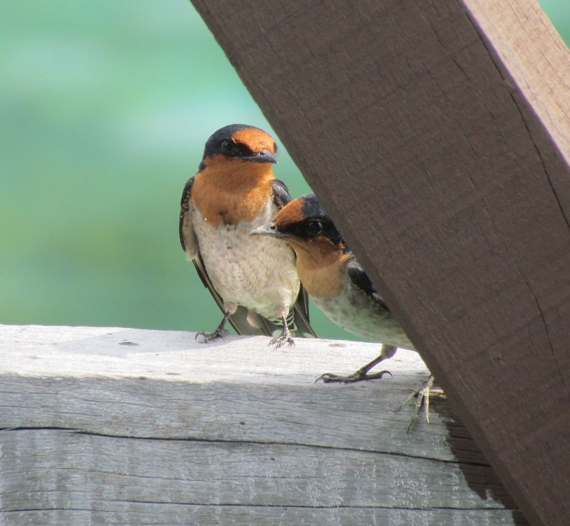 Pacific Swallows take a break We were on Tioman Island in Malaysia which is mostly famous for snorkeling, but these were very common swooping over the water as we prepared our snorkeling equipment. Sometimes they would land and just check us out allowing some pretty good views. Incidentally, Malaysia has the common European Barn Swallow as well but the have less red on the forehead nd have the very long, tails for which the name swallowtail refers. Geotagged,Hirundo tahitica,Malaysia,Pacific swallow,Tioman Island,Winter