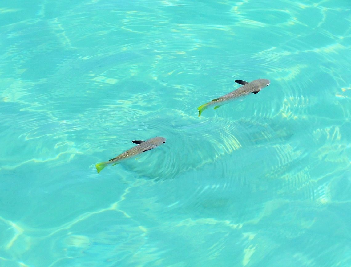 Squaretail Mullet in Malaysia This is one of those fairly non-descript fish (mullet) that no one really pays any attention to when snorkeling, but which I find rather interesting. Especially this one with their black pelvic fins held up next to the body like airplane wings. In fact, at a quick glance, they resemble black-tip Reef sharks which are also common in the region. We saw and photographed these in the water off of Tioman Island, Malaysia. Ellochelon vaigiensis,Fish,Geotagged,Malaysia,Mullet,Squaretail mullet,Tioman Island,Winter
