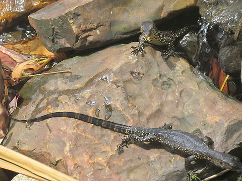 Young Water Monitor Lizards being friendly We saw these 2 very young Water monitors in a stream near our hotel on Tioman Island, Malaysia. This is quite rare (only 1 of the 17 pictures on JungleDragon show more than one) as monitor lizards are cannibals and frequently will attack and eat each other (I have seen large ones chase smaller ones). I suspect that these are being so peaceful because they are siblings, but I wasn't sure. Geotagged,Malaysia,Tioman Island,Varanus salvator,Water Monitor,Winter