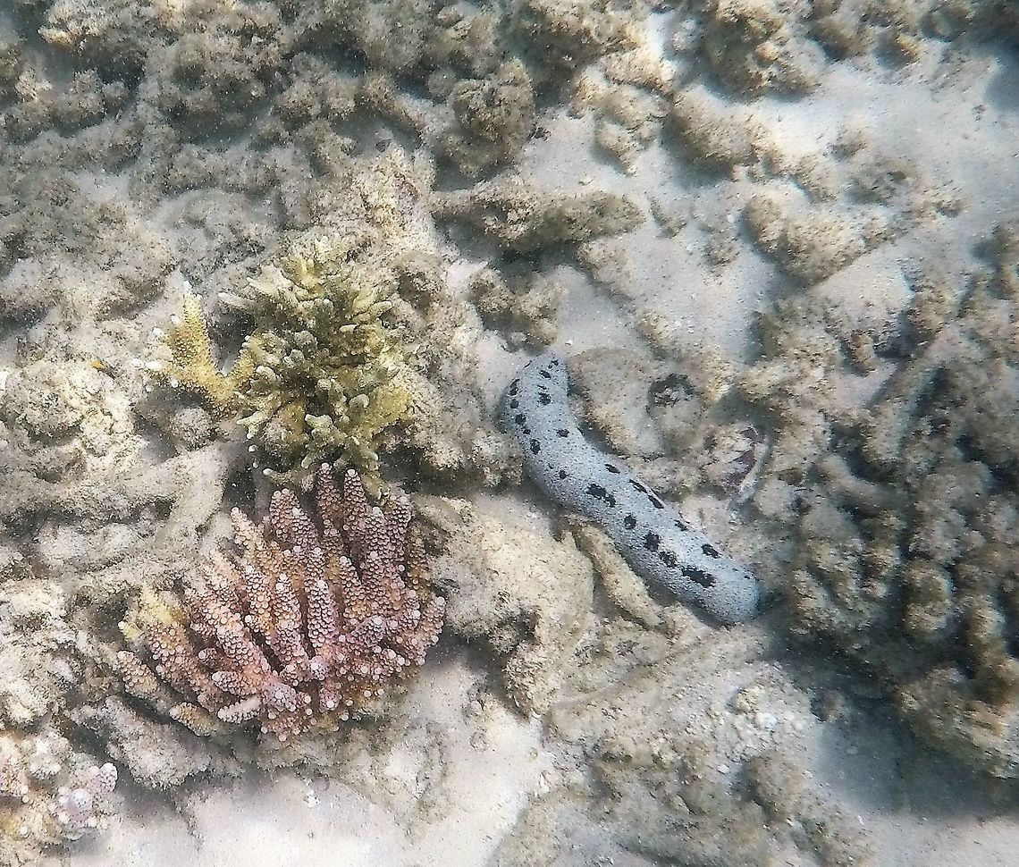The strangely named "Lolly Fish" Sea Cucumber Sea Cucumbers are great - big, soft and squishy. I have read that if you aggravate them too much they will squirt their "innards" at you - confirmed by Wikipedia as part of their respiratory system, which subsequently grows back.  Geotagged,Holothuria atra,Malaysia,Tioman Island,Winter