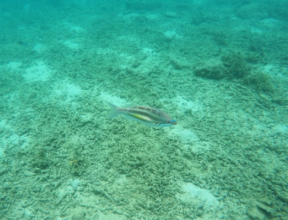 Three-striped Whiptail off the coast of Malaysia Of course, I love incredibly bizarre looking or colorful fish as much as the next person, but sometimes it is fun to see and especially to identify creatures of a more plain or subdued appearance. Like this one - which was fairly common around Tioman Island, Malaysia. Geotagged,Malaysia,Pentapodus trivittatus,Three-striped whiptail,Tioman Island,Winter,reef