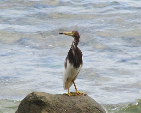 Chinese Pond Heron on the coast These were quite common along the beach where our hotel was on Tioman Island in Malaysia, so much so that I didn't really take them very seriously (since there are several other small heron species in the region) but took a few photos from the pool anyway. Imagine my surprise when I was looking at my photos trying to identify everything and discovered that this was a new bird species for me (a so-called "Life Bird" in birder parlance). Together with the Javan and Indian Pond herons, it forms what is know as a Superspecies - several species that are very closely related. Chinese pond heron,Geotagged,Malaysia,Tioman Island,Winter,bacchus