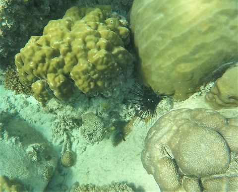 The Black Long Spine Urchin (Diadema setosum) in its natural habitat The reefs around Tioman island are full of amazing creatures - it would well reward scuba divers with proper camera equipment (rather than my snorkeling/GoPro shots like this one). Black long spine urchin,Diadema setosum,Geotagged,Malaysia,Tioman Island,Winter
