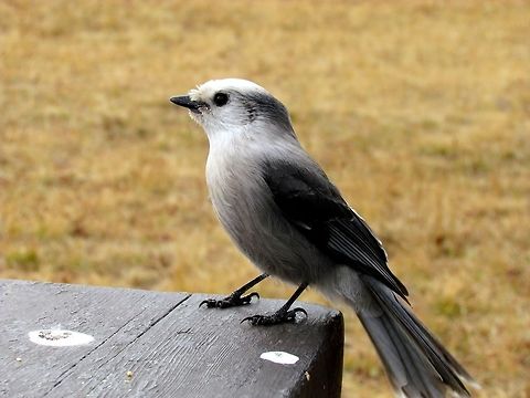 Gray Jay at Picnic Table If you look into any North American bird book, they will note that in Canada or the Northern US, these love to hang out around camp sites and picnic tables. I had never seen one so I had big hopes when I finally went to Yellowstone NP in 2015. True, enough, we had a picnic lunch at a deserted campground (a rarity in Yellowstone in July) and it didn't take long for a few of these fellows to show up looking for handouts. The Jay family is great - often beautiful colors (even this one, although not as bright as the Blue Jays, is still an appealing mix of grays), large and noisy, and apparently one of the most intelligent non-human animals. Fall,Geotagged,Gray Jay,Perisoreus canadensis,United States,Wyoming,Yellowstone National Park