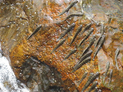 Leaping Blennies preparing to do what their name suggests Alticus Blennies are fascinating intertidal fish, but they can be very challenging to identify to the species level. These however, would instantly leap into the air at a close approach (often surprising the person wading past who often didn't even realize that there was anything living on the rock) and thus perfectly matching their name. Alticus saliens,Blenny,Geotagged,Malaysia,Tioman Island,Winter