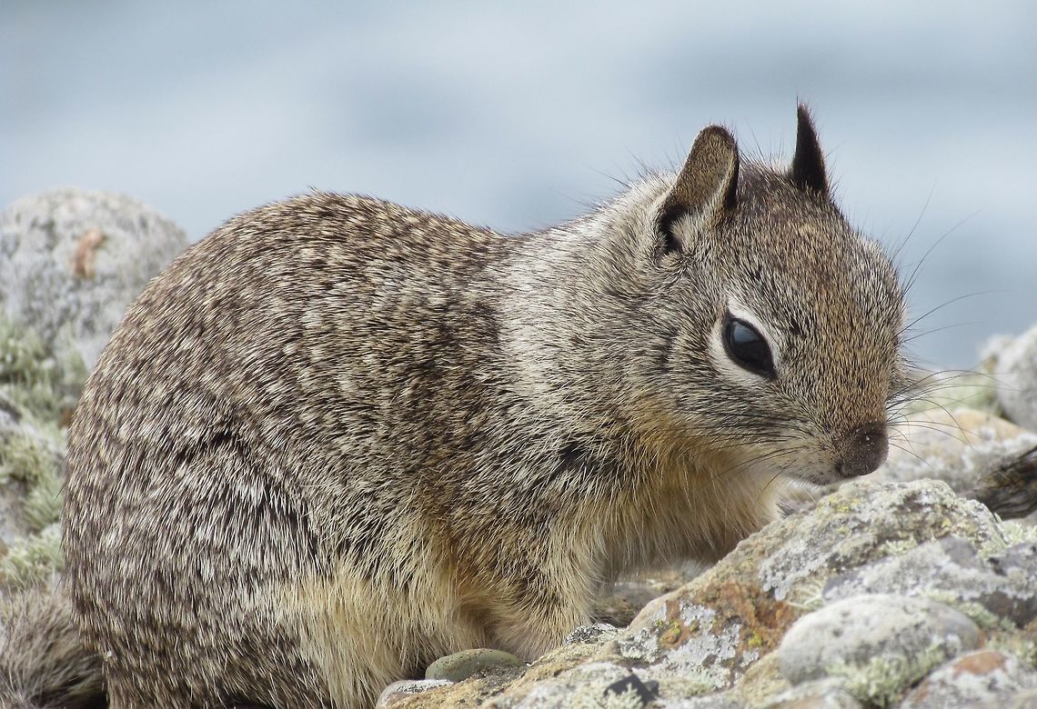 California Ground Squirrel in La Jolla These are very common and easy to see along the California coast where I grew up - but still nice when you get a close-up. California,California ground squirrel,Geotagged,Otospermophilus beecheyi,Spring,United States