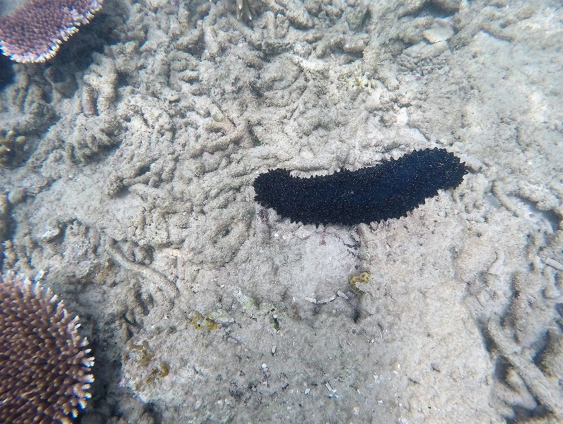 Holothuria leucospilota or "Black Tarzan" Sea Cucumbers are always cool, but a jet black one nicknamed the &quot;Black Tarzan&quot; may be the coolest. These were fairly common off of Tioman Island in Malaysia. Geotagged,Holothuria leucospilota,Malaysia,Tioman Island,Winter