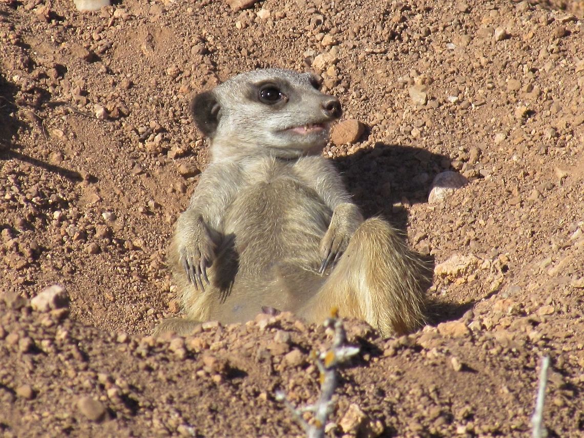 Meerkat chillin' out I know that we have tons of Meerkat photos already, but they are such fascinating creatures. This one was photographed near Oudtsdoorn, South Africa on a &quot;Meerkat Adventure&quot;. I can highly recommend such an excursion, as you drive out to a known colony at dawn and then just sit and watch the meerkats as they wake up and come out and do all sorts of Meerkaty things with each other for an hour or so before heading out into the bush to forage. Geotagged,Meerkat,Oudtsdoorn,South Africa,Spring,Suricata suricatta