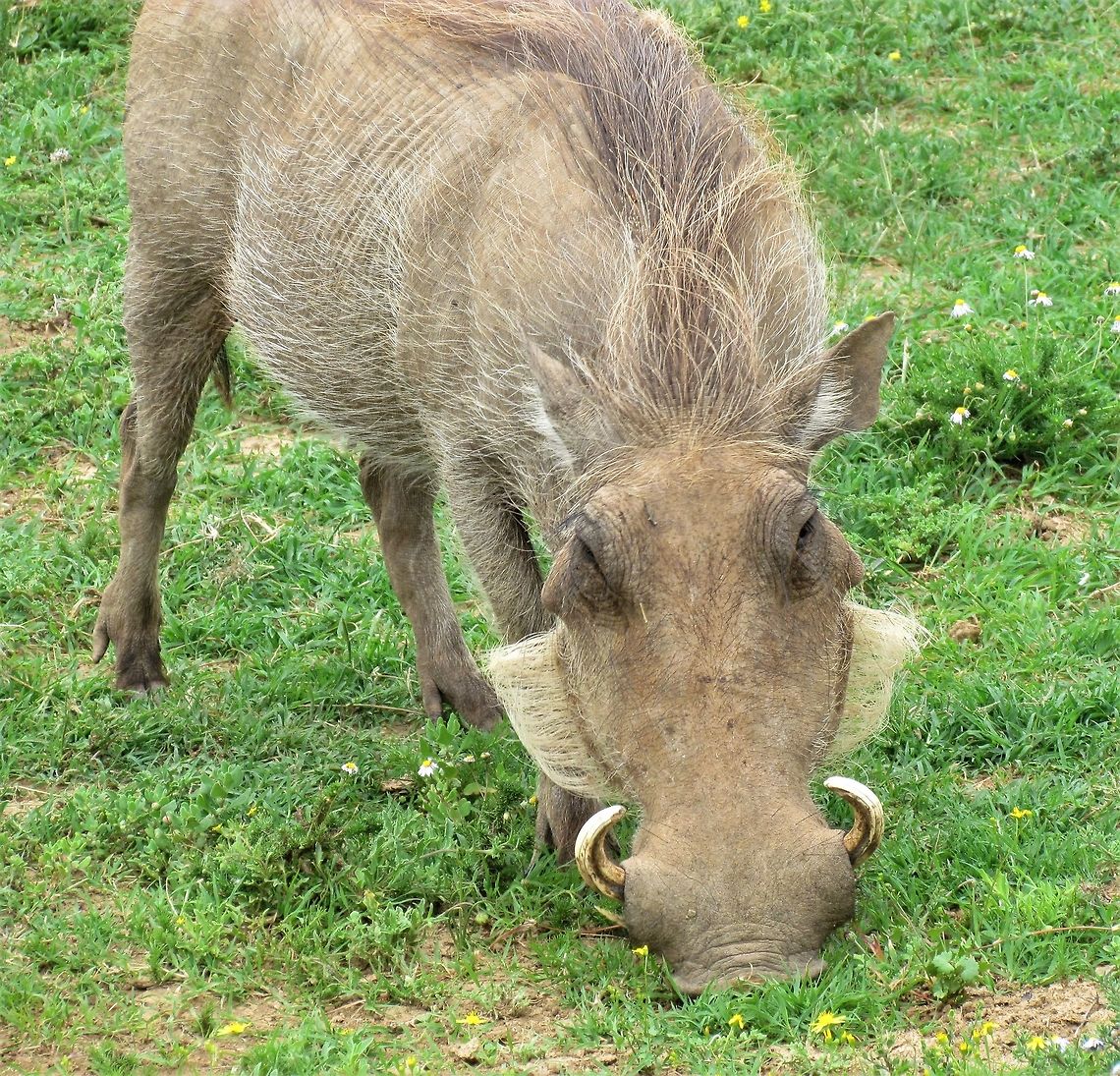 Warthog with some seriously groomed facial hair This picture always makes me laugh because it looks like the warthog carefully combs its side whiskers every morning before going to work! It reminds me of a Gary Larson&#039;s The Far Side cartoon, where 2 female warthogs in a bar see a well-groomed male warthog sitting at the bar and one says, &quot;Check it out - God&#039;s gift to warthogs!&quot;.  Addo Elephant NP,Common warthog,Geotagged,Phacochoerus africanus,South Africa,Spring