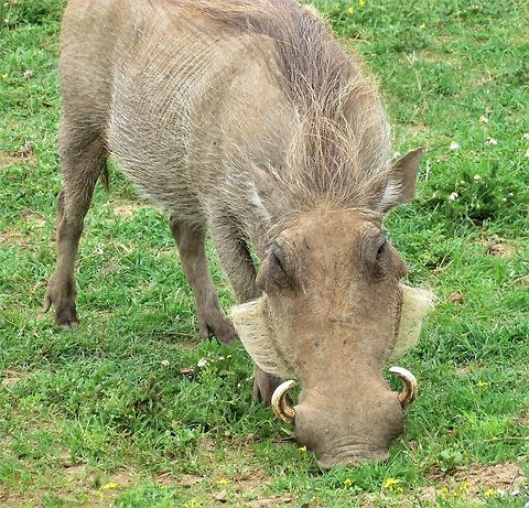 Warthog with some seriously groomed facial hair This picture always makes me laugh because it looks like the warthog carefully combs its side whiskers every morning before going to work! It reminds me of a Gary Larson's The Far Side cartoon, where 2 female warthogs in a bar see a well-groomed male warthog sitting at the bar and one says, "Check it out - God's gift to warthogs!".  Addo Elephant NP,Common warthog,Geotagged,Phacochoerus africanus,South Africa,Spring