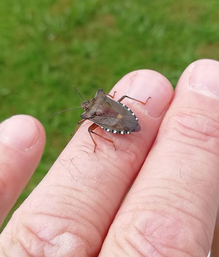 Forest Bug Another fascinating creature that just landed on me in our garden in Germany. One never knows what you can discover next. Forest bug,Geotagged,Germany,Pentatoma rufipes,Spring