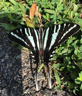 Zebra Swallowtail from above We saw this on a business trip to our US office in Raleigh, North Carolina - in the park behind our hotel. Had to use a mobile phone camera, but still - a reminder always to carry a camera with you since you never know what you might encounter. Geotagged,North,Protographium marcellus,Summer,United States,Zebra Swallowtail