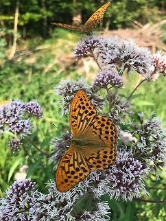 Silver Washed Fritillary A fairly common butterfly in Southern Germany, but we were charmed to see several, all flitting about on a single plant along one of our favorite forest hiking paths.  Argynnis paphia,Geotagged,Germany,Silver-washed Fritillary