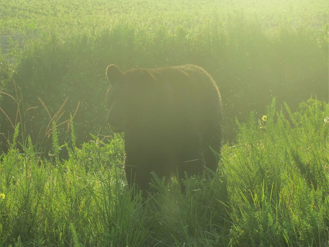 Black Bear post-bath We saw this American Black Bear ambling along the roadside in Alligator River NWR in North Carolina (probably the best place to see bears that I have ever experienced). It went down into a small stream alongside the road and then surfaced right next to the car. It then shook its coat just like a dog after bathing. Unfortunately it was a bit too fast for my camera, and the light was far from ideal, but you can still see some of the water drops flying off of its coat and it makes for a very atmospheric picture anyway. Alligator River NWR,American black bear,Geotagged,North Carolina,Summer,United States,Ursus americanus