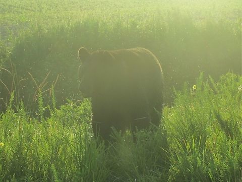 Black Bear post-bath We saw this American Black Bear ambling along the roadside in Alligator River NWR in North Carolina (probably the best place to see bears that I have ever experienced). It went down into a small stream alongside the road and then surfaced right next to the car. It then shook its coat just like a dog after bathing. Unfortunately it was a bit too fast for my camera, and the light was far from ideal, but you can still see some of the water drops flying off of its coat and it makes for a very atmospheric picture anyway. Alligator River NWR,American black bear,Geotagged,North Carolina,Summer,United States,Ursus americanus