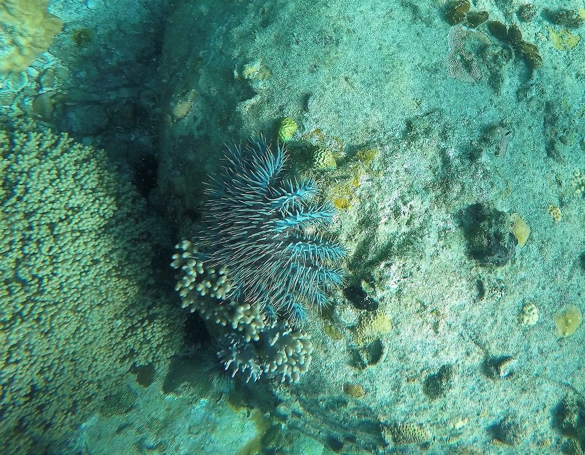 Crown-of-Thorns Starfish We saw one of these while snorkeling in Malaysia and was amazed to finally encounter such an infamous creature in the flesh. You see, in the 1970&#039;s, when I was a young boy, there had been constant reports and films about how these starfish were destroying the Great Barrier Reef. And then after a few years, nothing, you never heard anything more about it. A lesson in the unpredictability of nature and our attempts to understand it. Who could have imagined that almost 50 years later the Great Barrier Reef would be in true danger from oceanic warming. Acanthaster planci,Crown of thorns,Euphorbia milii,Geotagged,Malaysia,Tioman Island,Winter,crown-of-thorns starfish