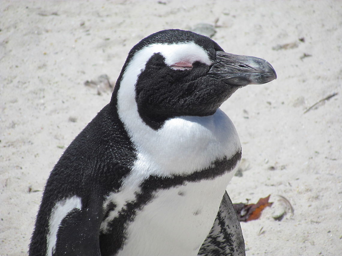 Maybe if I close my eyes they will just go away Another shot of the African Penguins at Boulders Beach, South Africa. As I have noted previously, this is probably the best and easiest place in the world to see penguins up close in the wild; definitely worth the trip if you are ever in Cape Town. African Penguin,Boulders Beach,Geotagged,South Africa,Spheniscus demersus,Spring