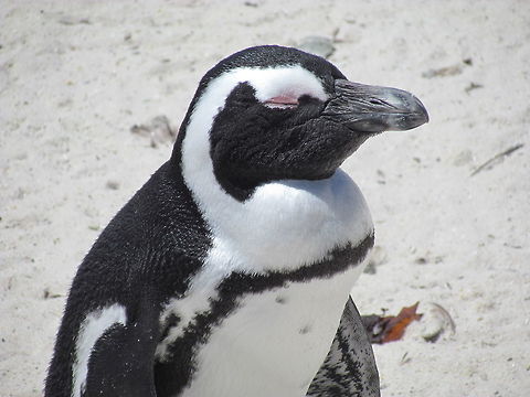 Maybe if I close my eyes they will just go away Another shot of the African Penguins at Boulders Beach, South Africa. As I have noted previously, this is probably the best and easiest place in the world to see penguins up close in the wild; definitely worth the trip if you are ever in Cape Town. African Penguin,Boulders Beach,Geotagged,South Africa,Spheniscus demersus,Spring
