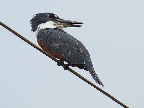Ringed Kingfisher at Bom Jardim Nobres in Mato Grosso Just a nice view of one of my favorite groups of birds - the Kingfishers. Brazil,Geotagged,Megaceryle torquata,Ringed Kingfisher,Winter