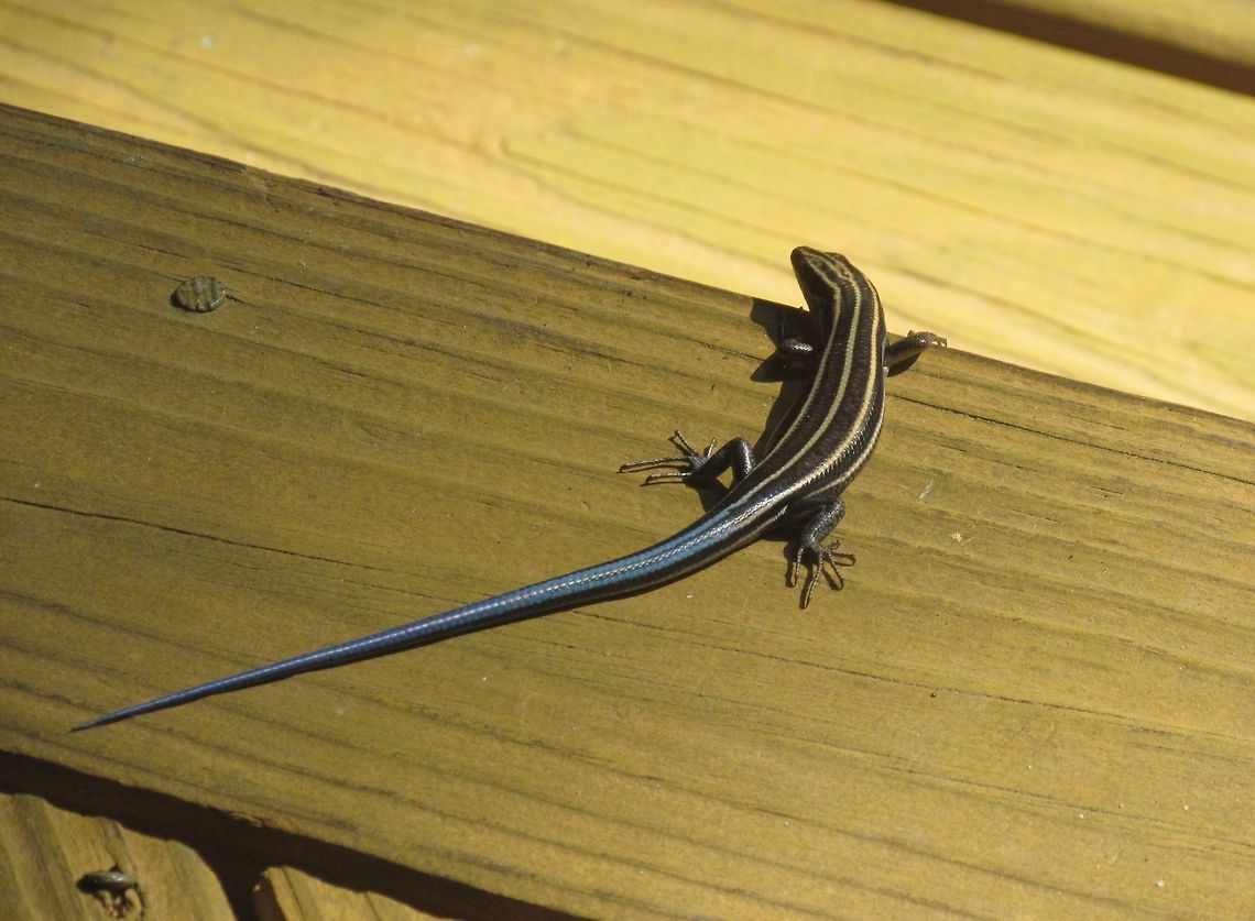 Young Southeastern Five-lined Skink There were a few of these hanging around the visitor center at Blue Jay Point State Park in North Carolina, USA when we visited and I was struck by the bright blue tail sported by juveniles of this species. Blue Jay Point,Geotagged,North Carolina,Plestiodon inexpectatus,Southeastern five-lined skink,Summer,USA,United States,juvenile lizard